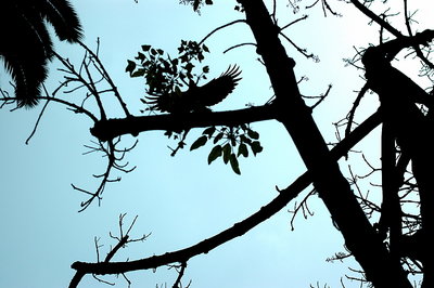 Crow in a Tree