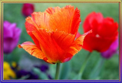 magic tulip colors