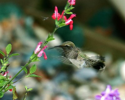 Hummer Time XIII