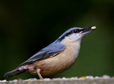 Sitta europaea