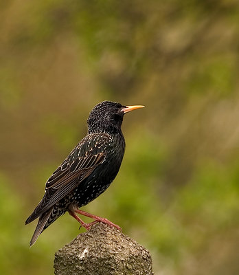 british starling