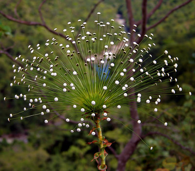 Pali-Palã