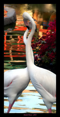 Flamingos Love