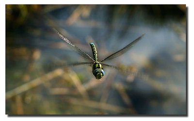 dragonfly..flying