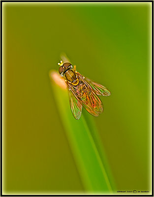 Resting American Hoverfly