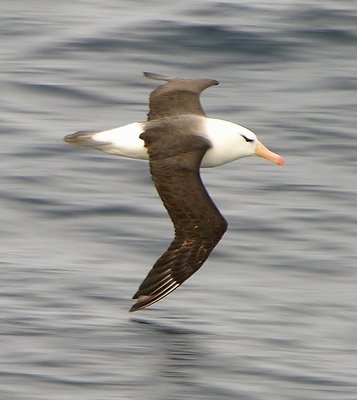 Black browed albatross #4