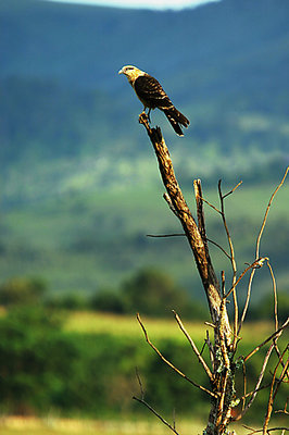 Caracará - juvenile