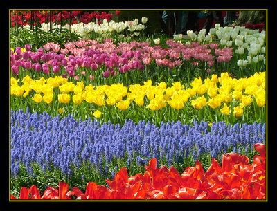 keukenhof garden