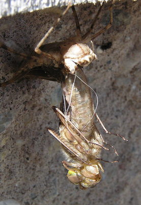 dragonfly molts