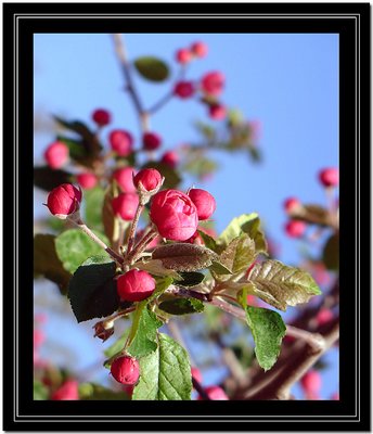 Red Buds