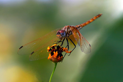 Dragonfly