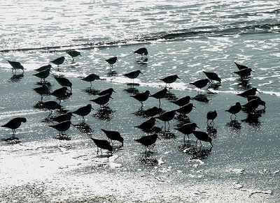 Surfbirds