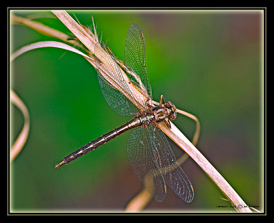 Unknown Dragonfly