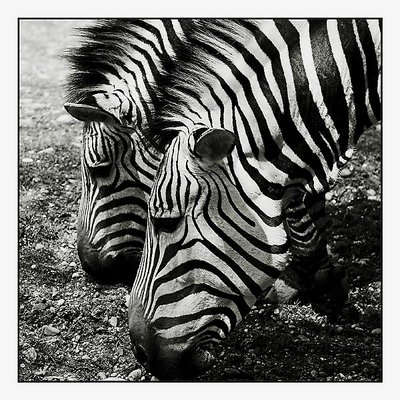 zebras