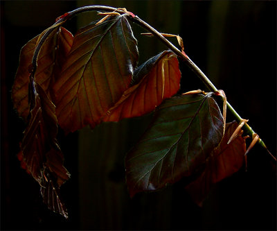 Beech - leaves