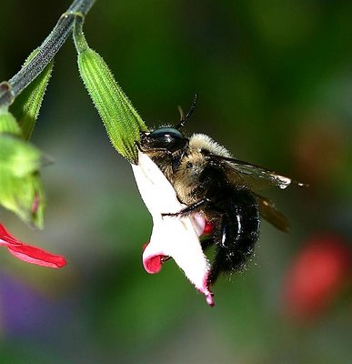 Carpenter Bee