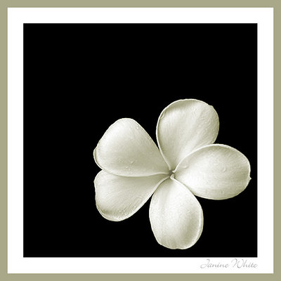 ~ Frangipani ~