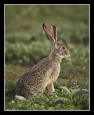 African Hare