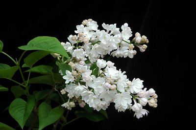 Pretty flower