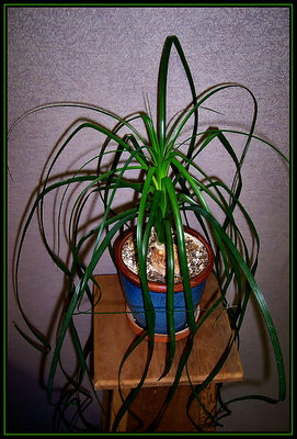 Office Plant