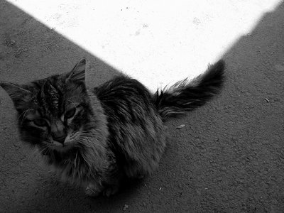 Shadow and the cat...