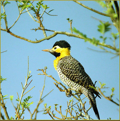 Pica-pau do campo