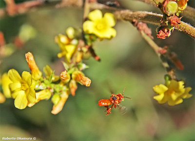 Bee