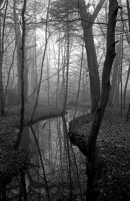 foggy day in the park