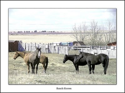 Ranch Horses