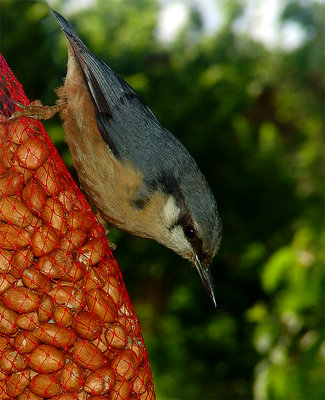 Sitta Europaea