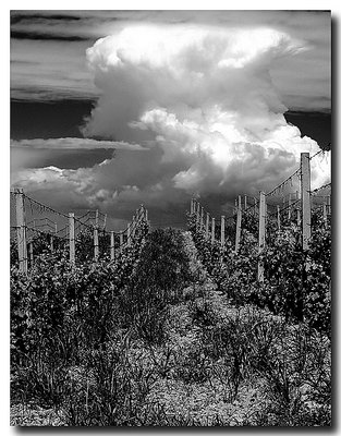 wine and cloud