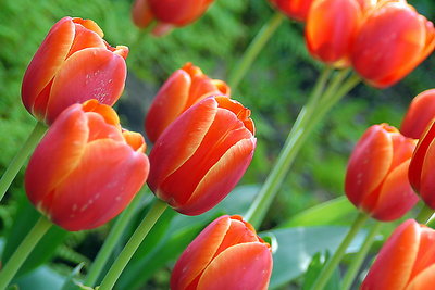 Young Tulips