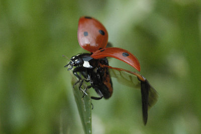Ladybug, ladybug, fly away home....