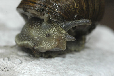snail face