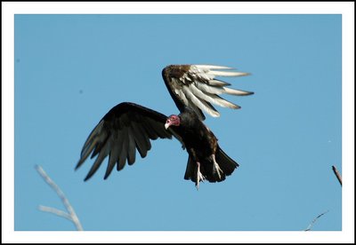 Cuban Vulture.