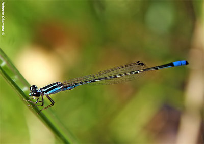 Blue Damselfly