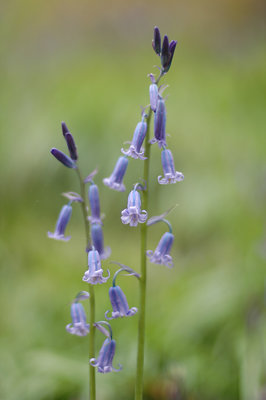 Bluebells