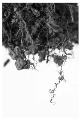Roots
