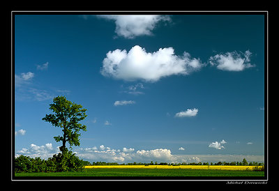 yellow & green