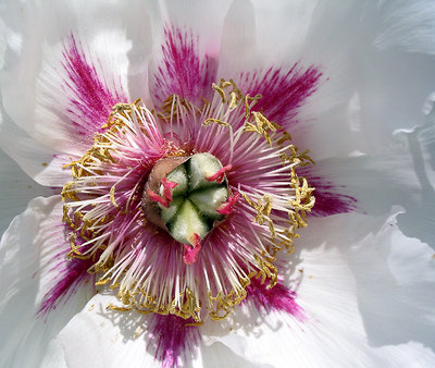 White Peony