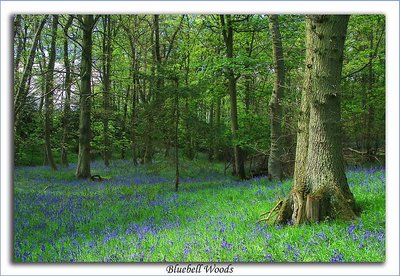 Bluebell Woods