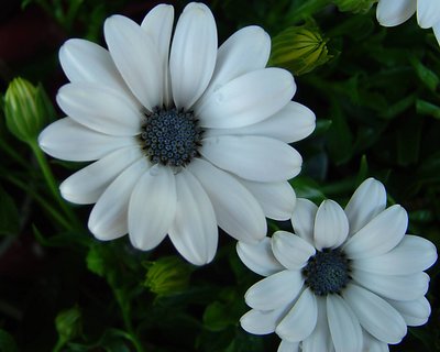 Daisies