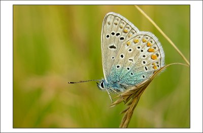 Another Common Blue