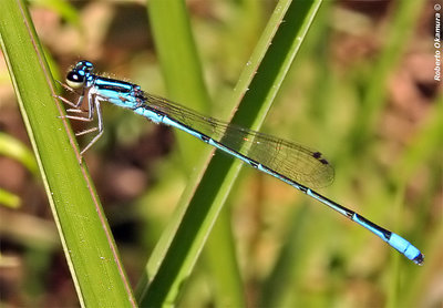 Blue Damsel Fly #2