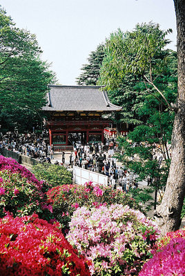 Azaleas at Nezu