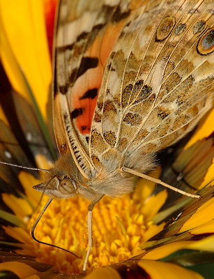 The feeding butterfly