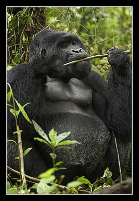 Silverback Mountain Gorilla Eating