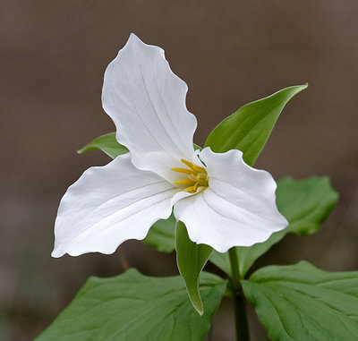 Trillium