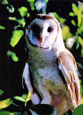 Barn Owl