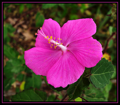 Wild Pink Rose Mallow